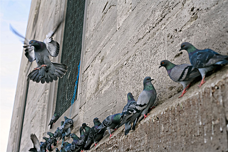 Pigeon Control Net in Gurgaon